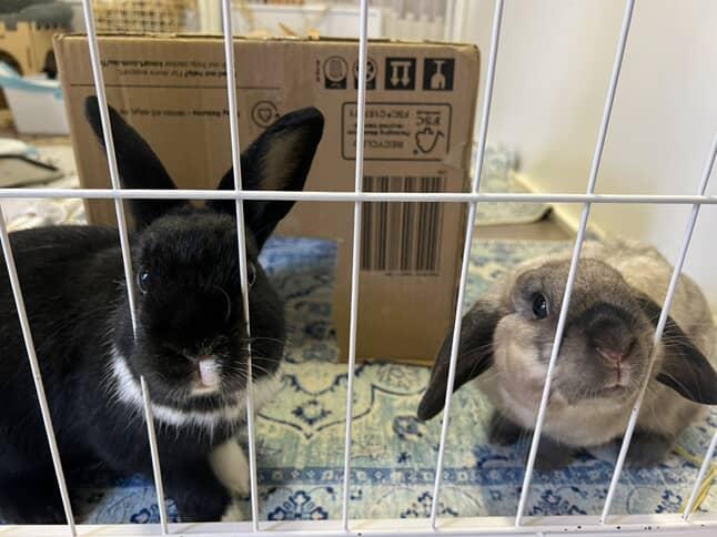 Bunny Bunks | Bateau Bay Rd, Bateau Bay NSW 2261, Australia | Phone: 0404 686 528