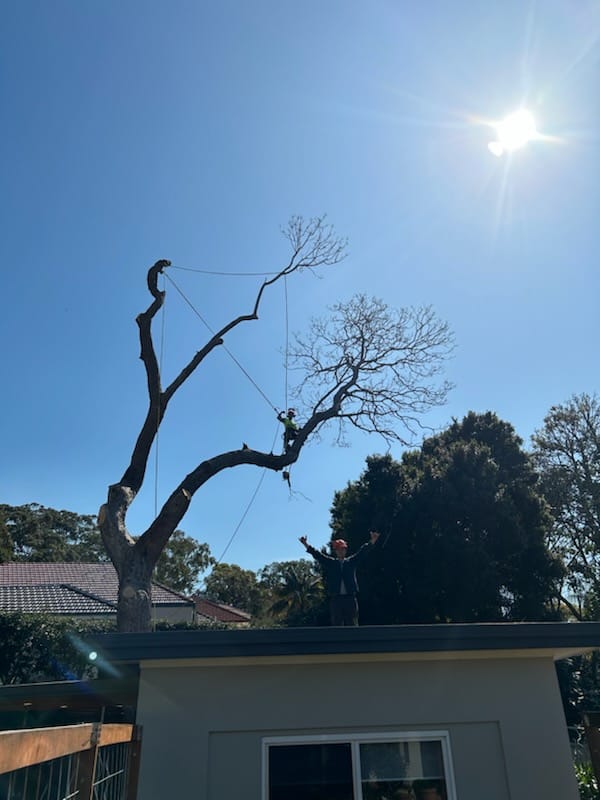 True Roots Trees & Landscapes | 5 Junction St, Mortdale NSW 2223, Australia | Phone: 0422 023 242