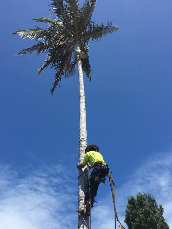 Cap Coast Tree Services - Arborist Assessments, Stump Grinding,  | park | 10 Shadow Brook Pl, Yeppoon QLD 4703, Australia | 0400736415 OR +61 400 736 415