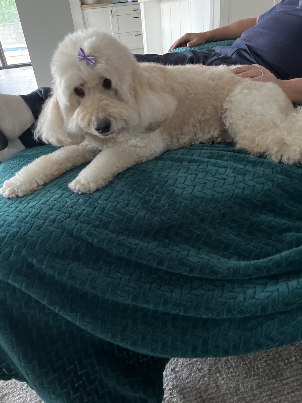 Perfection Pet Styling | 13 Aspen St, South Penrith NSW 2750, Australia | Phone: 0434 034 243
