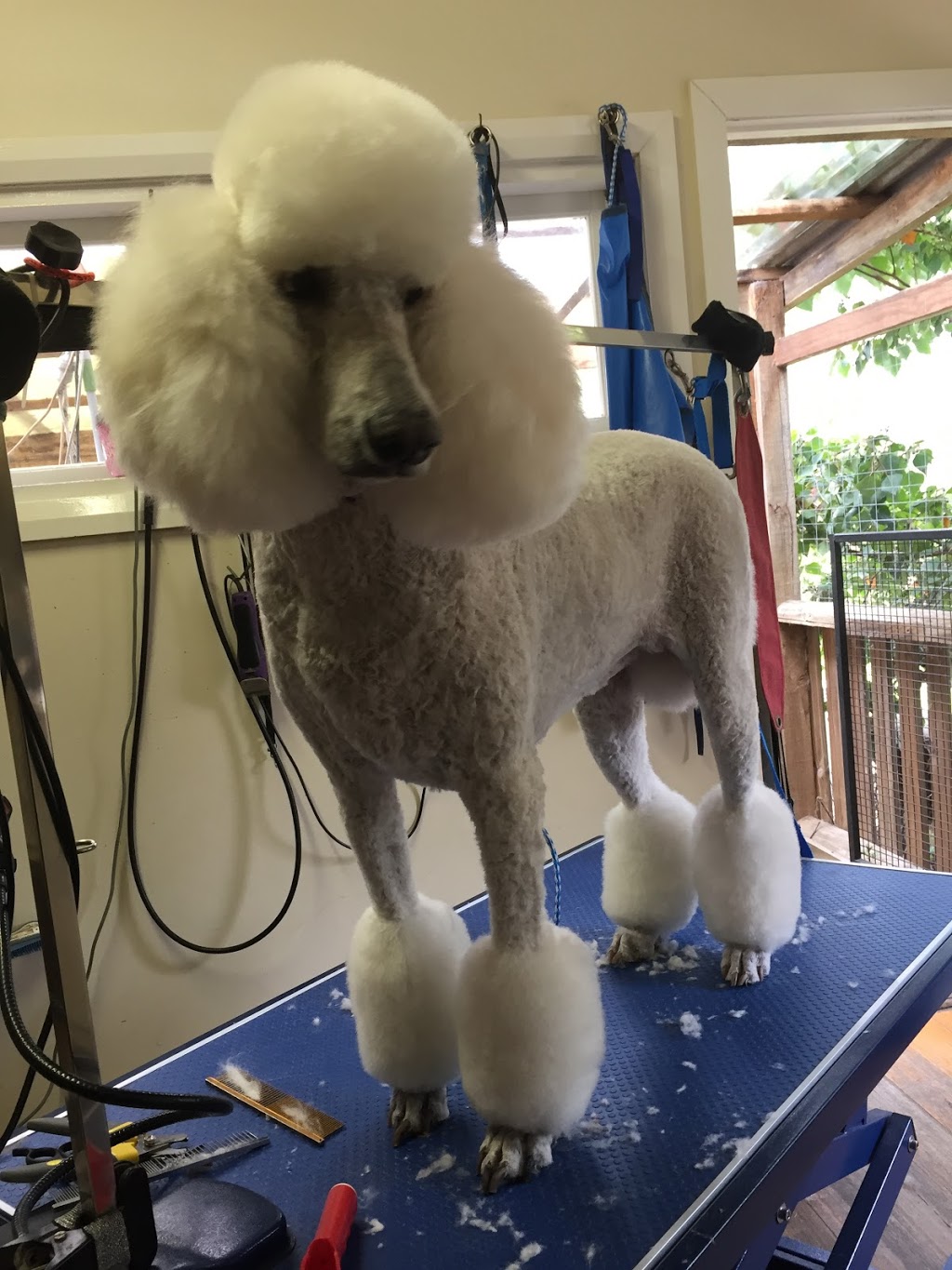 Poodles and Pooches | 27 Hurley Ct, Balnarring VIC 3926, Australia | Phone: 0417 388 697