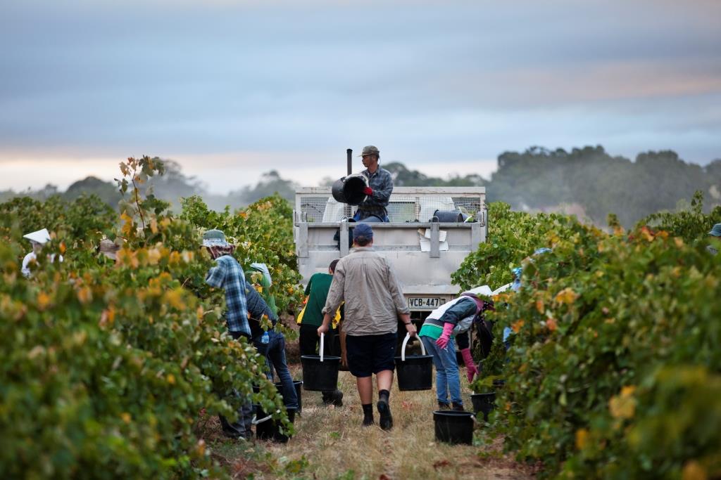 Hayes Family Wines | food | 102 Mattiske Rd, Stone Well SA 5352, Australia | 0499096812 OR +61 499 096 812