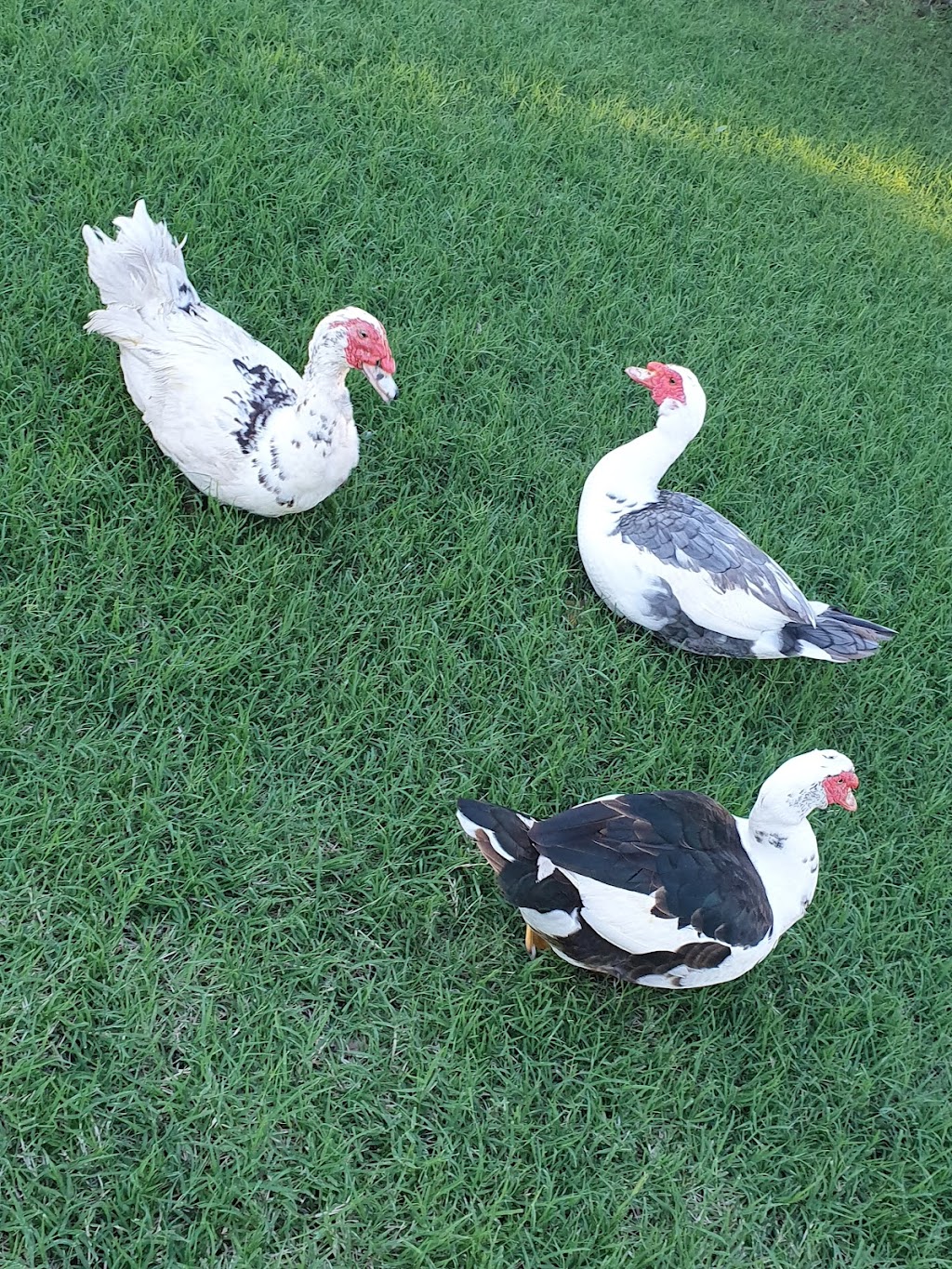 Flagrock Farmstay | 139 Frenches Creek Rd, Frenches Creek QLD 4310, Australia | Phone: 0404 817 475