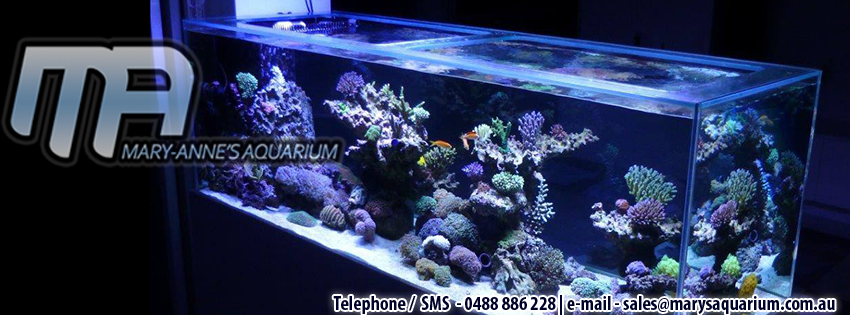 Mary-Annes Aquariums | 218 Chambers Flat Rd, Waterford West QLD 4133, Australia | Phone: 0488 886 228