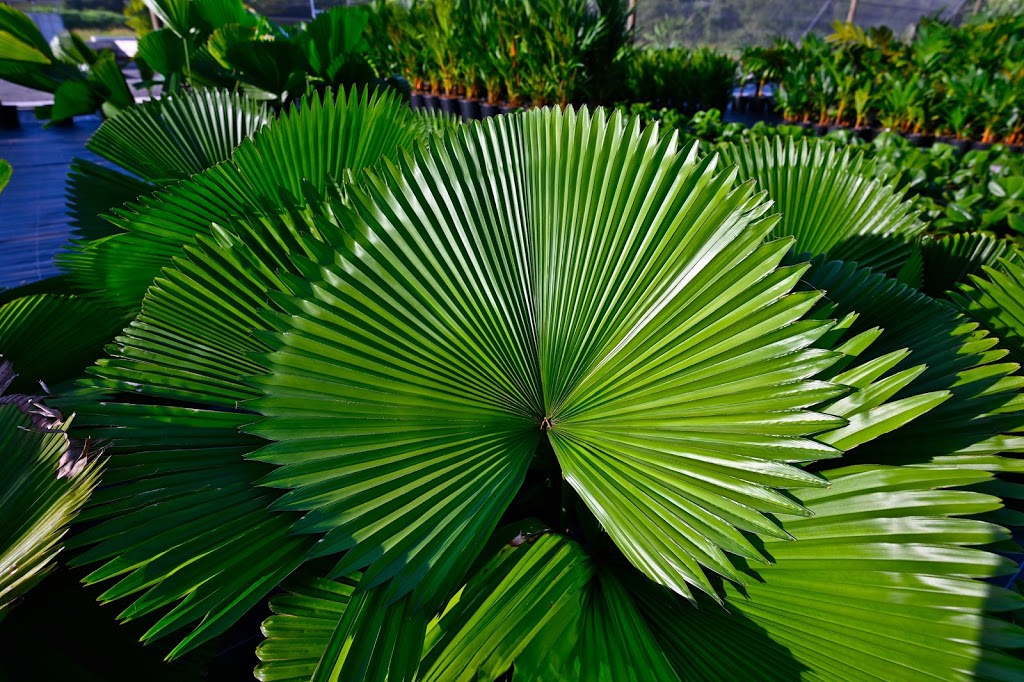 Eumundi Palms by Philip Redhead | 9 Don Napier Rd, Eumundi QLD 4563, Australia | Phone: 0427 449 311