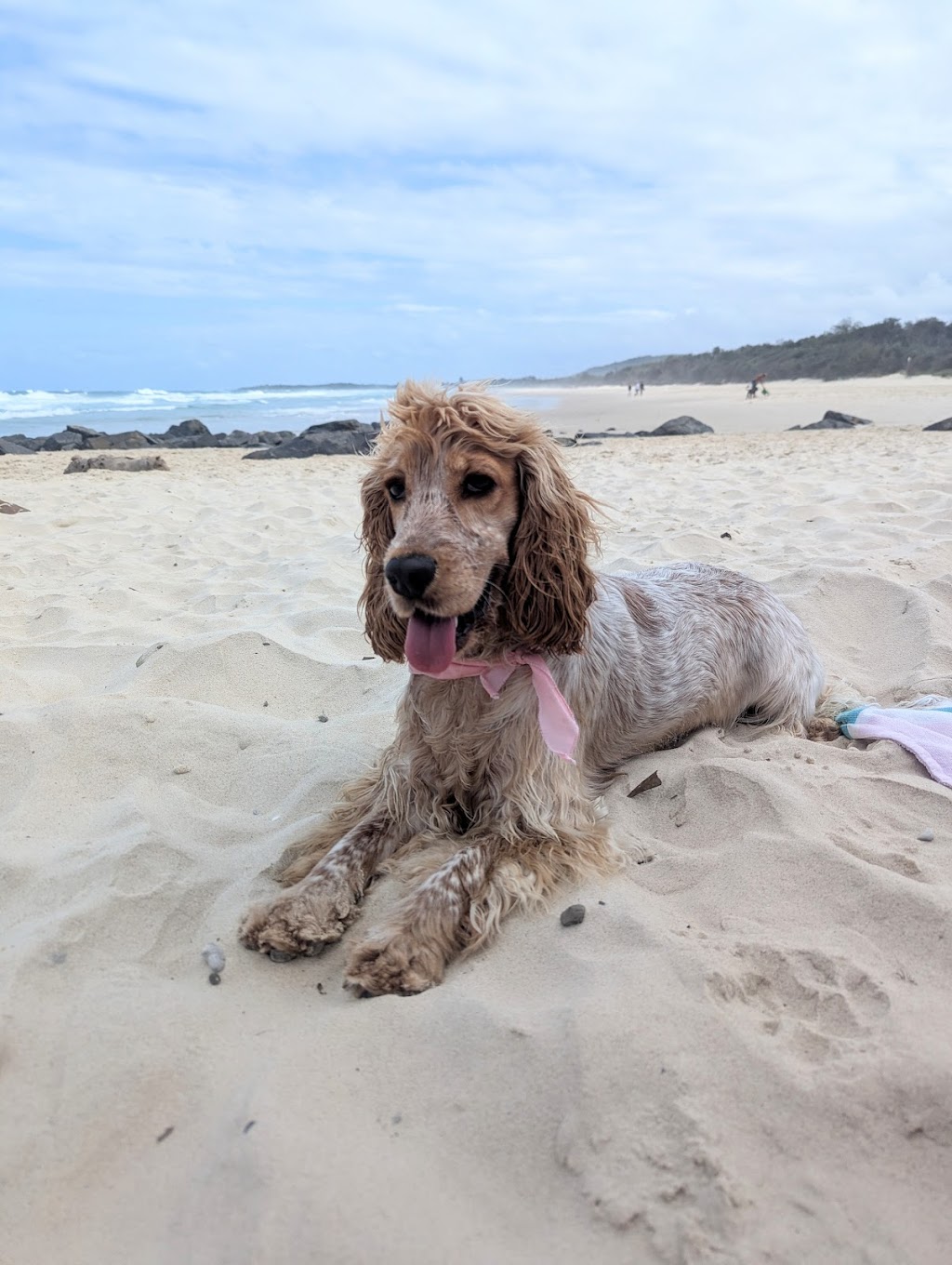 Sirrandi poodles and oodles | Mount Tarampa Rd, Mount Tarampa QLD 4311, Australia | Phone: 0489 020 024