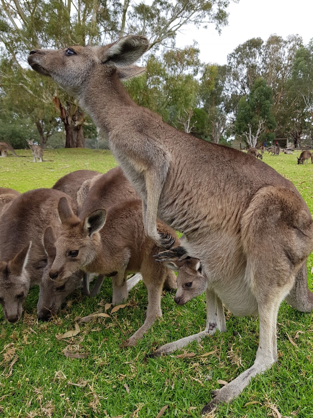 Urimbirra Wildlife Park | zoo | Adelaide Rd, Victor Harbor SA 5211, Australia | 0885546554 OR +61 8 8554 6554