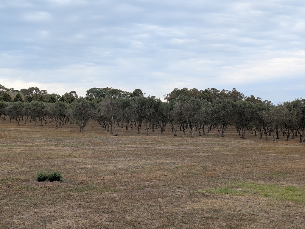 Manzanillo Grove Luxury Accommodation | 90 Drakes Rd, Drysdale VIC 3222, Australia | Phone: 0417 517 121