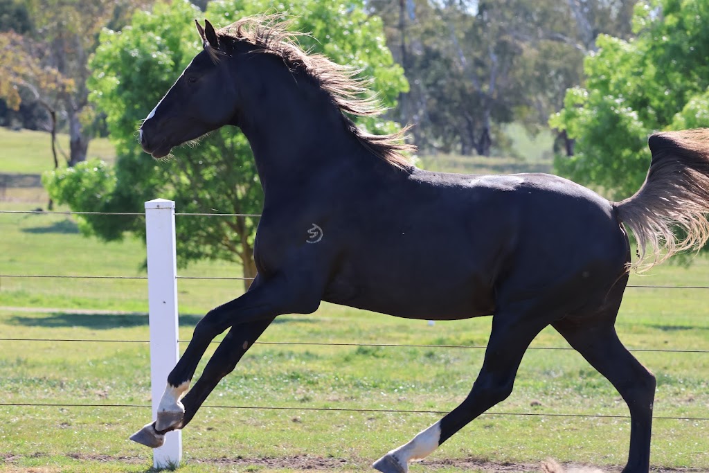 GrandView Sport Horses | 65 Landale Rd, Tooradin VIC 3980, Australia | Phone: 0420 903 789