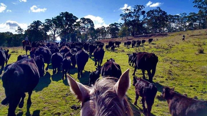 Leconfield Jackaroo & Jillaroo School | school | 1489 Echo Hills Rd, Mulla Creek NSW 2352, Australia | 0267694230 OR +61 2 6769 4230