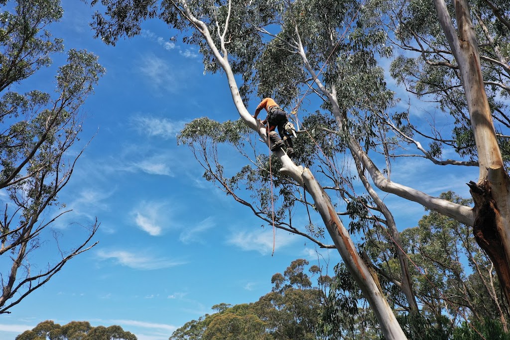 Clear Cut Tree And Timber Solutions | 234 Dead Horse Ln, Mansfield VIC 3722, Australia | Phone: 0433 387 191