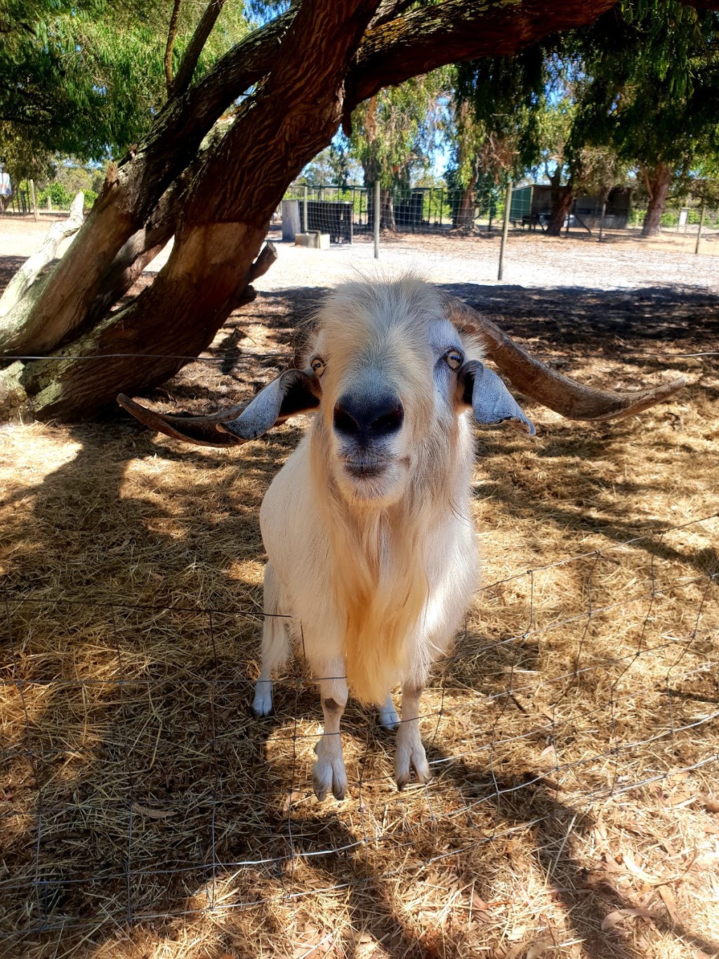 Wonky Windmill Farm | 218 Yelverton N Rd, Yelverton WA 6280, Australia | Phone: (08) 9755 7201