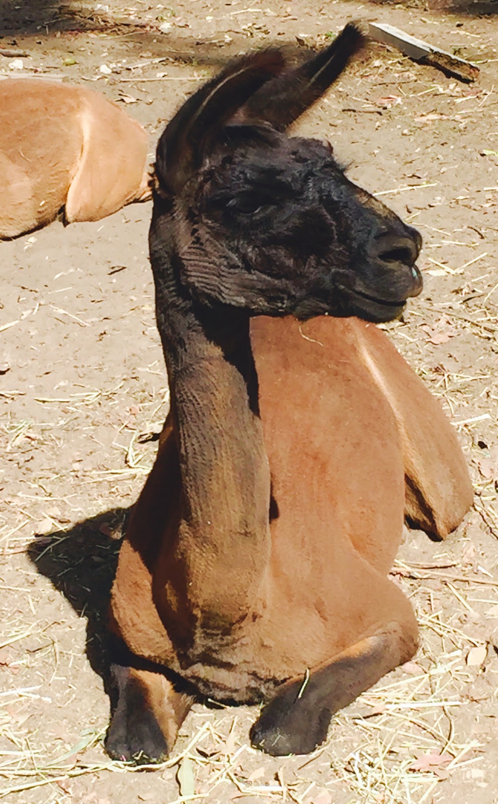 Llama Farma | zoo | 140 Christmas Hills Rd, Elizabeth Town TAS 7304, Australia | 0456081943 OR +61 456 081 943