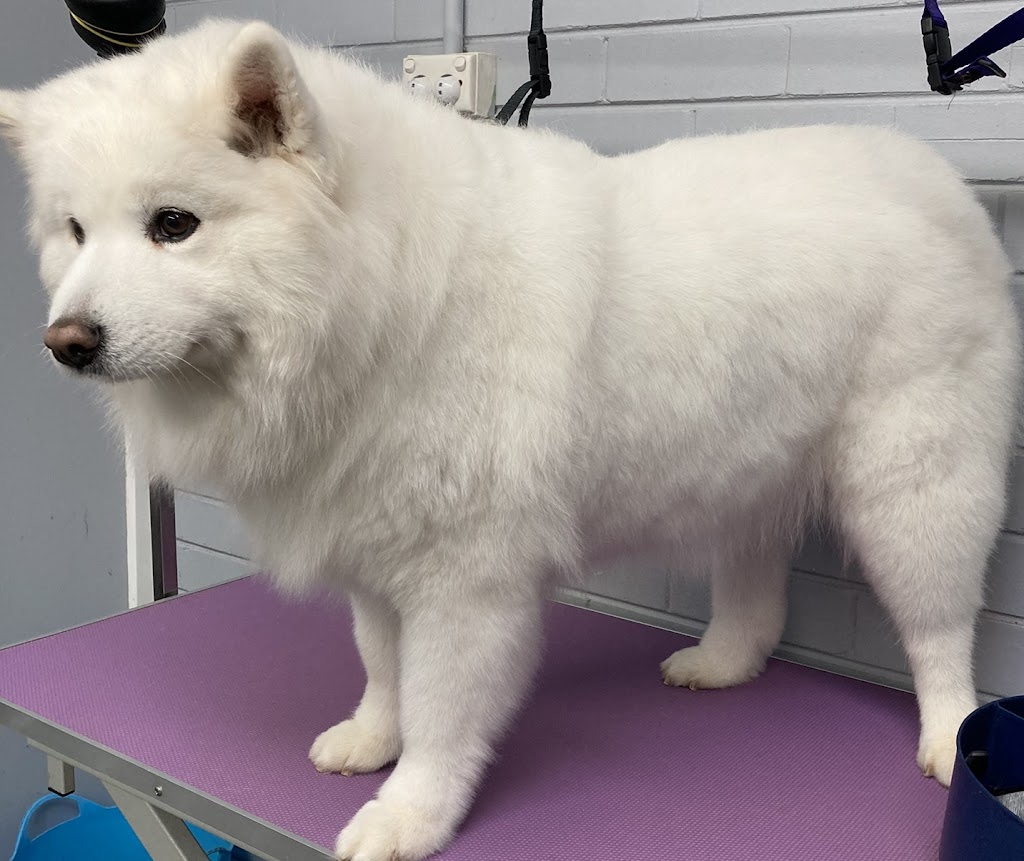 Peachy Clean - Pet grooming & supply store | 11-13 Buln Buln Rd, Drouin VIC 3818, Australia | Phone: 0483 849 145