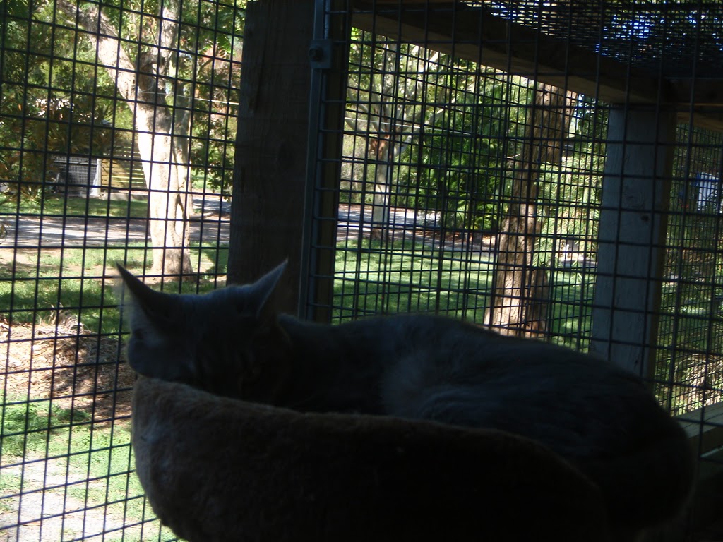 Hollys Hideaway Cattery | veterinary care | 80 Vass Rd, Etna Creek QLD 4702, Australia | 0749342460 OR +61 7 4934 2460