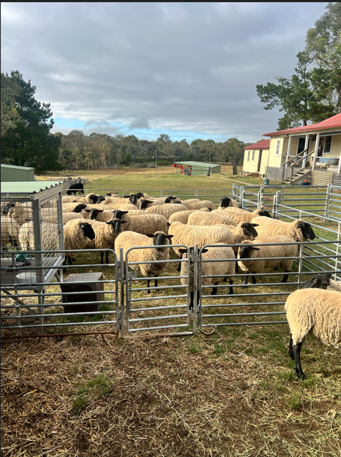 Front Row Sheep | 89 Winfarthing Rd, Marulan NSW 2579, Australia | Phone: 0419 482 922