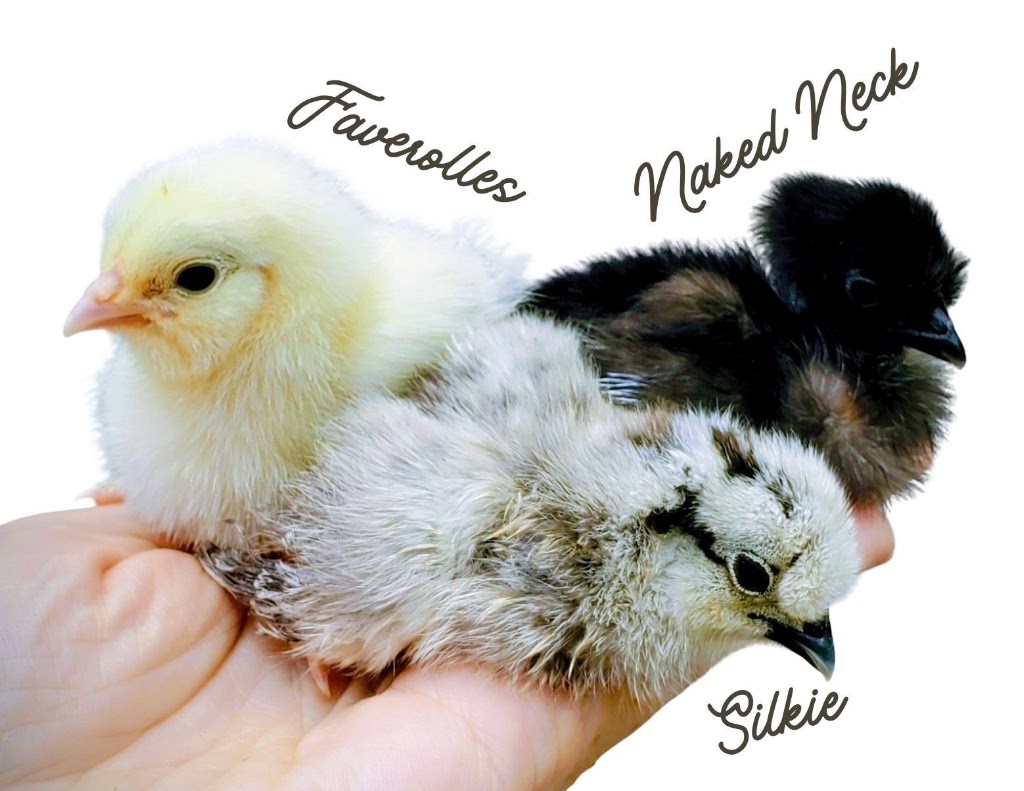 Aussie Chook Co | Dayboro QLD 4521, Australia | Phone: 0419 366 405