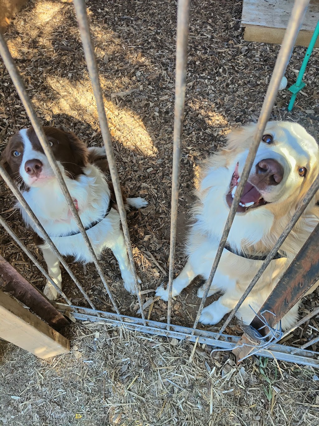 Pets at your Place | 880 Labuan Rd, Katandra West VIC 3634, Australia | Phone: 0437 965 592