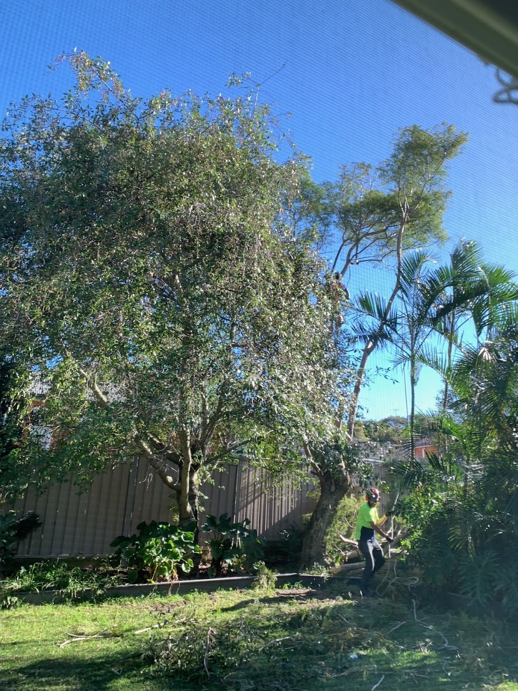 Branch Management Total Tree Services - Newcastle Tree Removal | 121 Dudley Rd, Charlestown NSW 2290, Australia | Phone: 0419 289 223