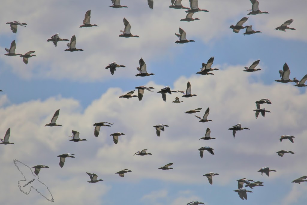 Austin Road Bird Hide | Point Wilson VIC 3212, Australia | Phone: (03) 9325 2525