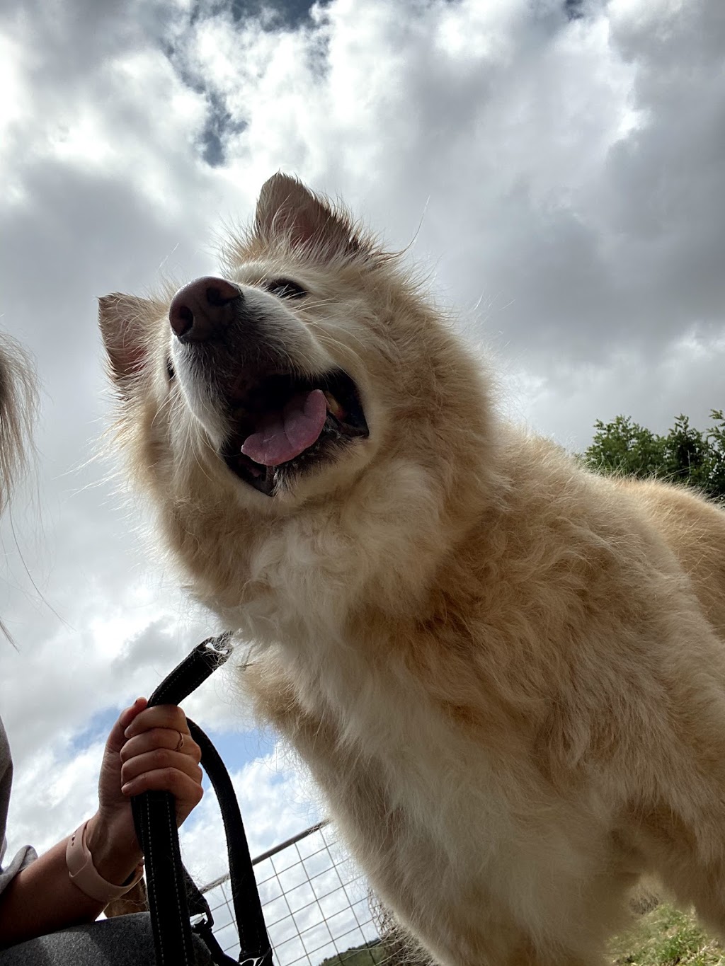 Oh My Dog! Grooming Studio | 311 Foggo Rd, McLaren Vale SA 5171, Australia | Phone: 0409 327 005