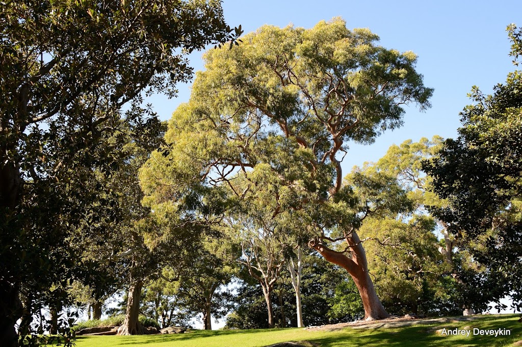 Henry Lawson Memorial | 1C Mrs Macquaries Rd, Sydney NSW 2000, Australia