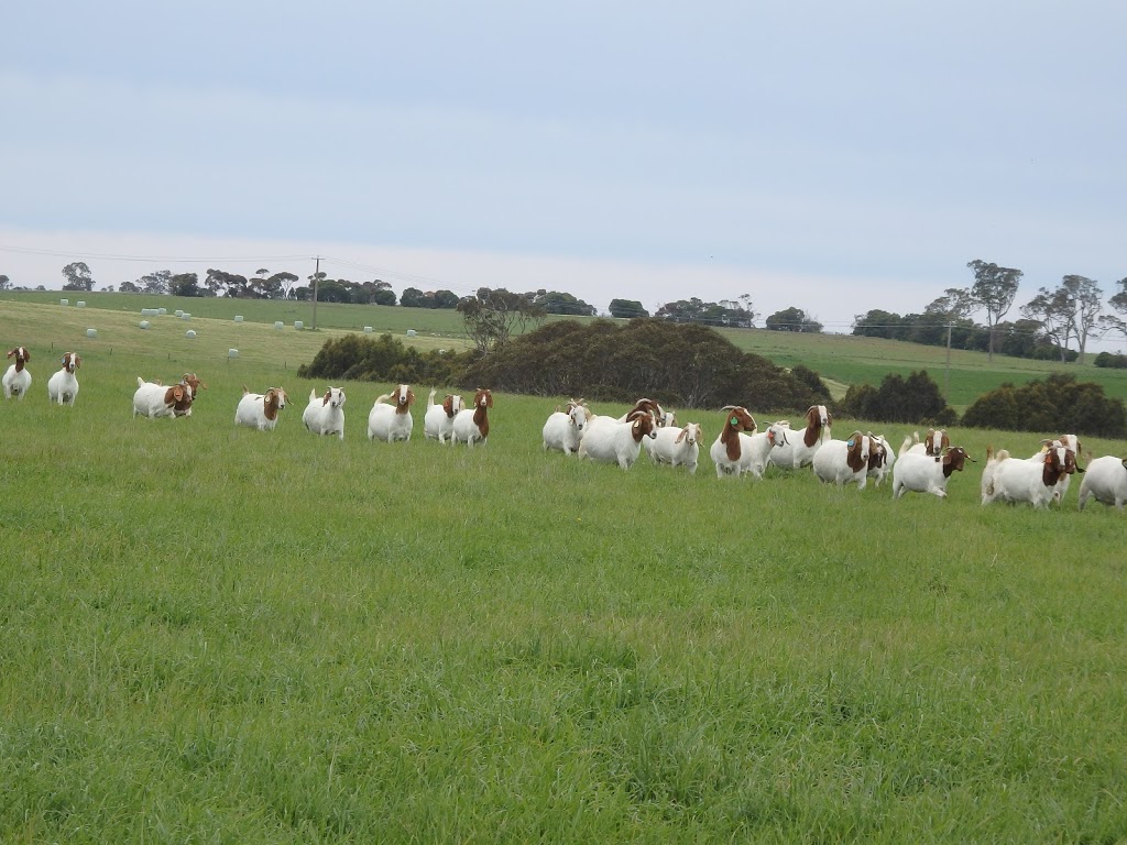 Cadenza Boer Goat Stud | 26 Sibbald Ln, Stratford VIC 3862, Australia | Phone: 0429 661 369