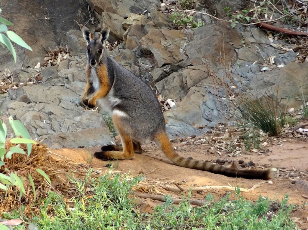 Ikara-Flinders Ranges National Park | park | Blinman SA 5730, Australia | 0886480048 OR +61 8 8648 0048