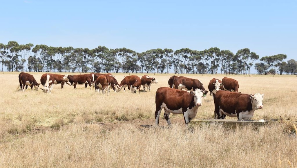 Taronga Poll Herefords | 272 Paschendale-Tahara Rd, Paschendale VIC 3315, Australia | Phone: 0466 015 178