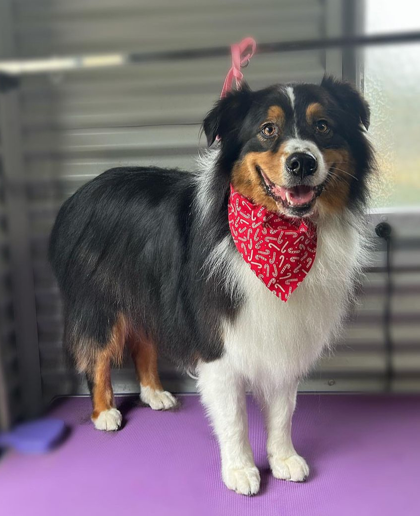 Murphy and Me Dog Grooming | 7 Bell St, Seville VIC 3139, Australia | Phone: 0424 012 033