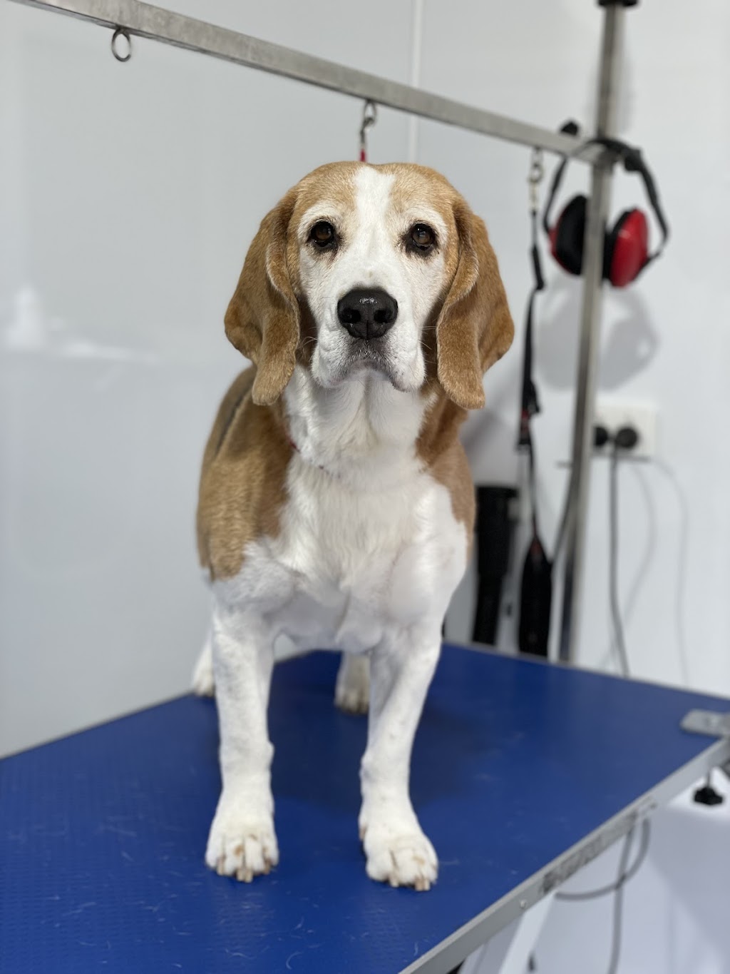 Megs Pampered Pets | 287 Sussex Inlet Rd, Sussex Inlet NSW 2540, Australia | Phone: 0411 989 469