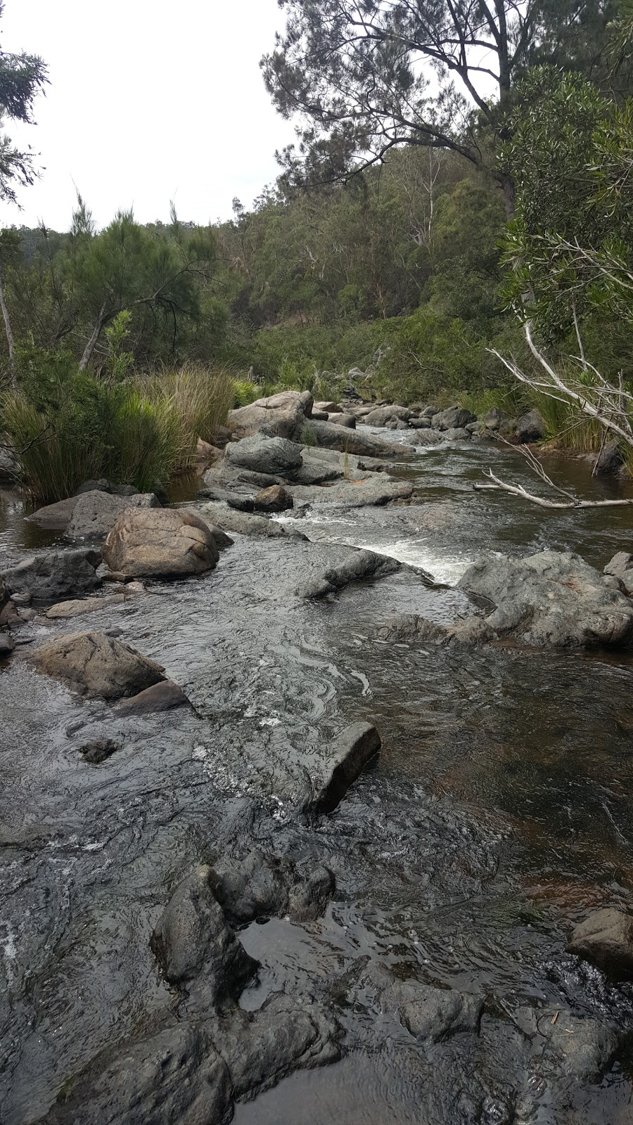 Gilgurry State Forest | park | Boorook NSW 2372, Australia