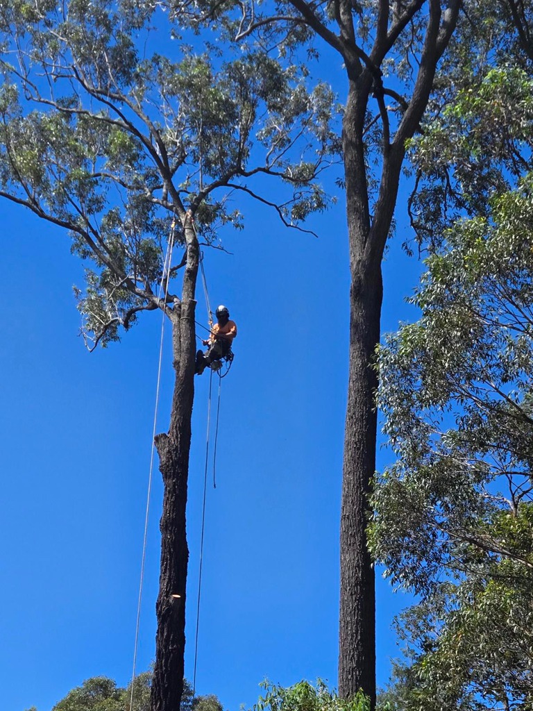 Daly Tree Contracting | 5 Jessie Rd, Anna Bay NSW 2316, Australia | Phone: 0482 476 534