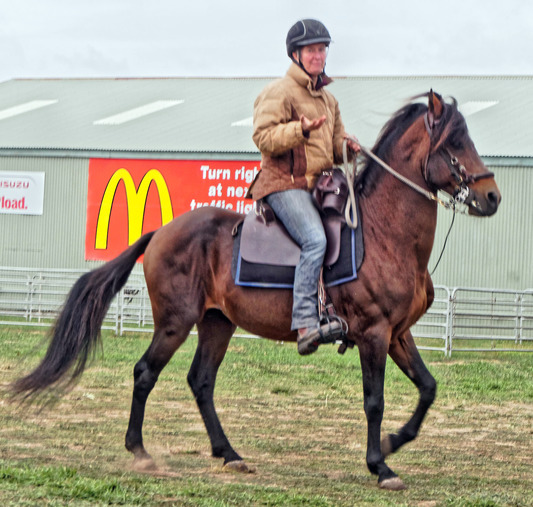 Narrawin Stud | 302 Dereel-Rokewood Jct Rd, Dereel VIC 3352, Australia | Phone: 0428 647 137