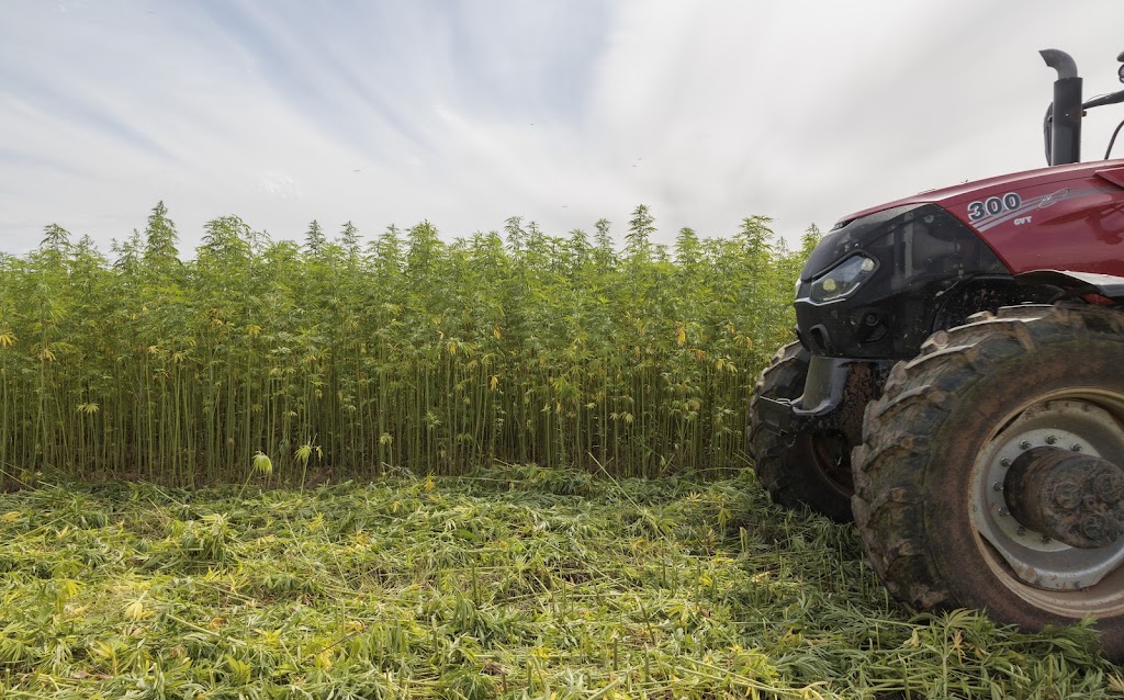 Murray Industrial Hemp | 27 Thule St, Barham NSW 2732, Australia | Phone: 0429 144 743