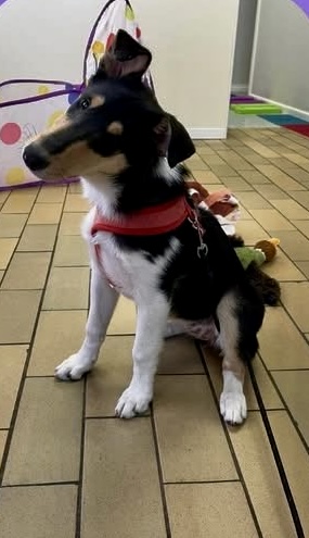 K-N9 Dog Training | 30 Bromhall Rd, Bundanoon NSW 2578, Australia | Phone: 0408 027 874