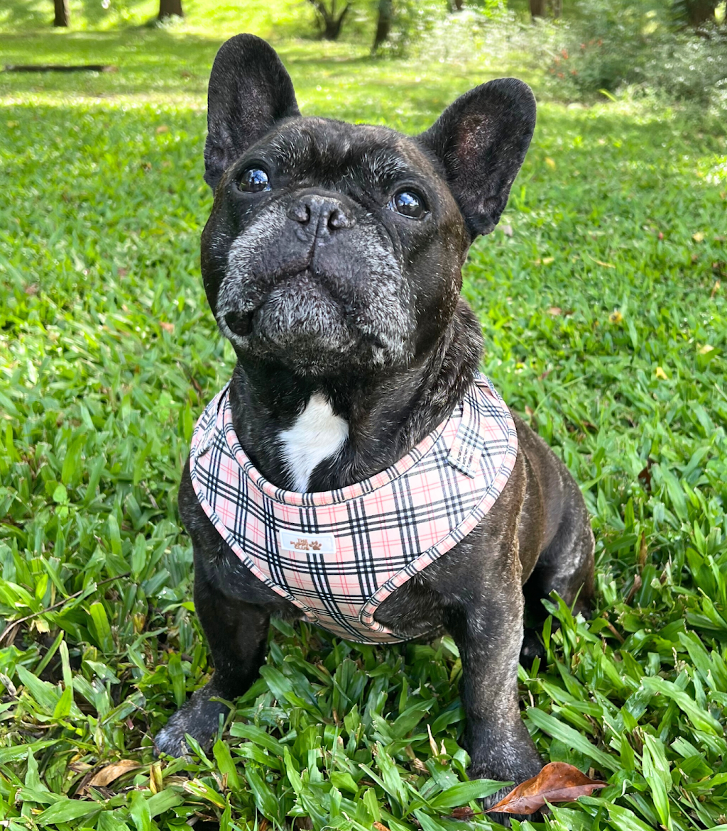 The Puppy Club | 373 Old Mount Samson Rd, Closeburn QLD 4520, Australia | Phone: 0415 287 700