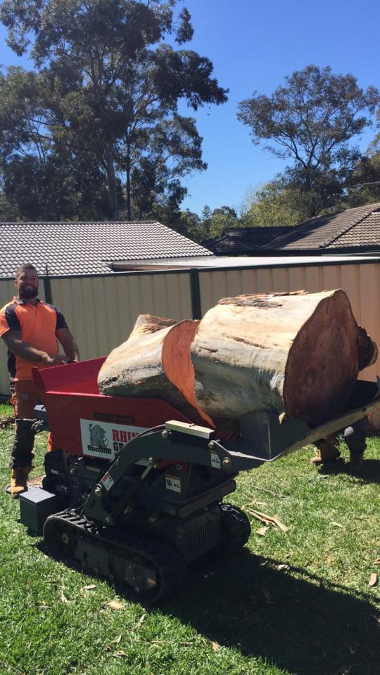 All About Tree Services | 8 Mount Olive Ct, Mudgeeraba QLD 4213, Australia | Phone: 0414 304 916