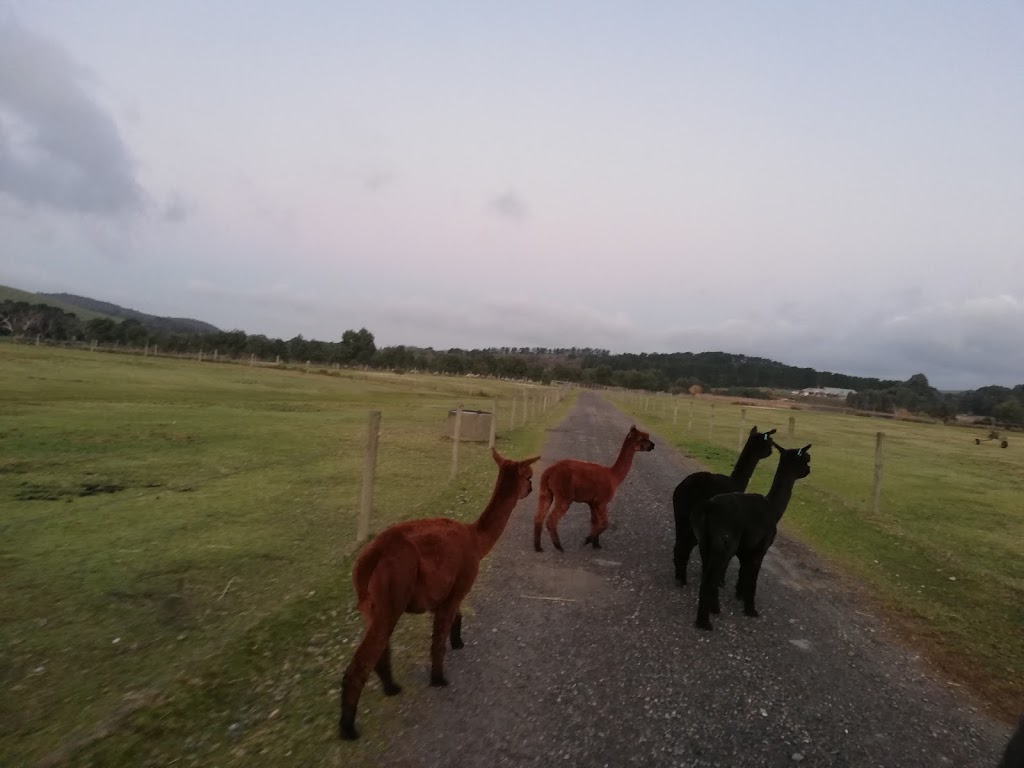 Ambersun Alpacas |  | 2721 Victor Harbor Rd, Mount Compass SA 5210, Australia | 0417826762 OR +61 417 826 762