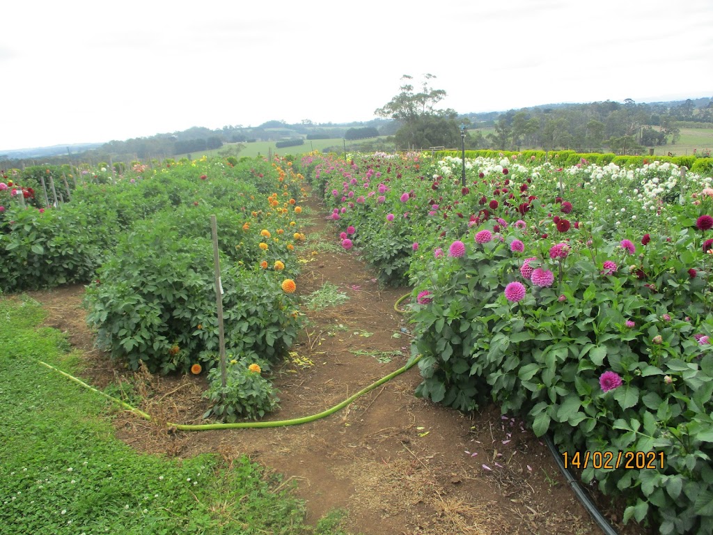 Hansfords Dahlias | 194 Hunters Rd, Ellinbank VIC 3821, Australia | Phone: 0439 610 134