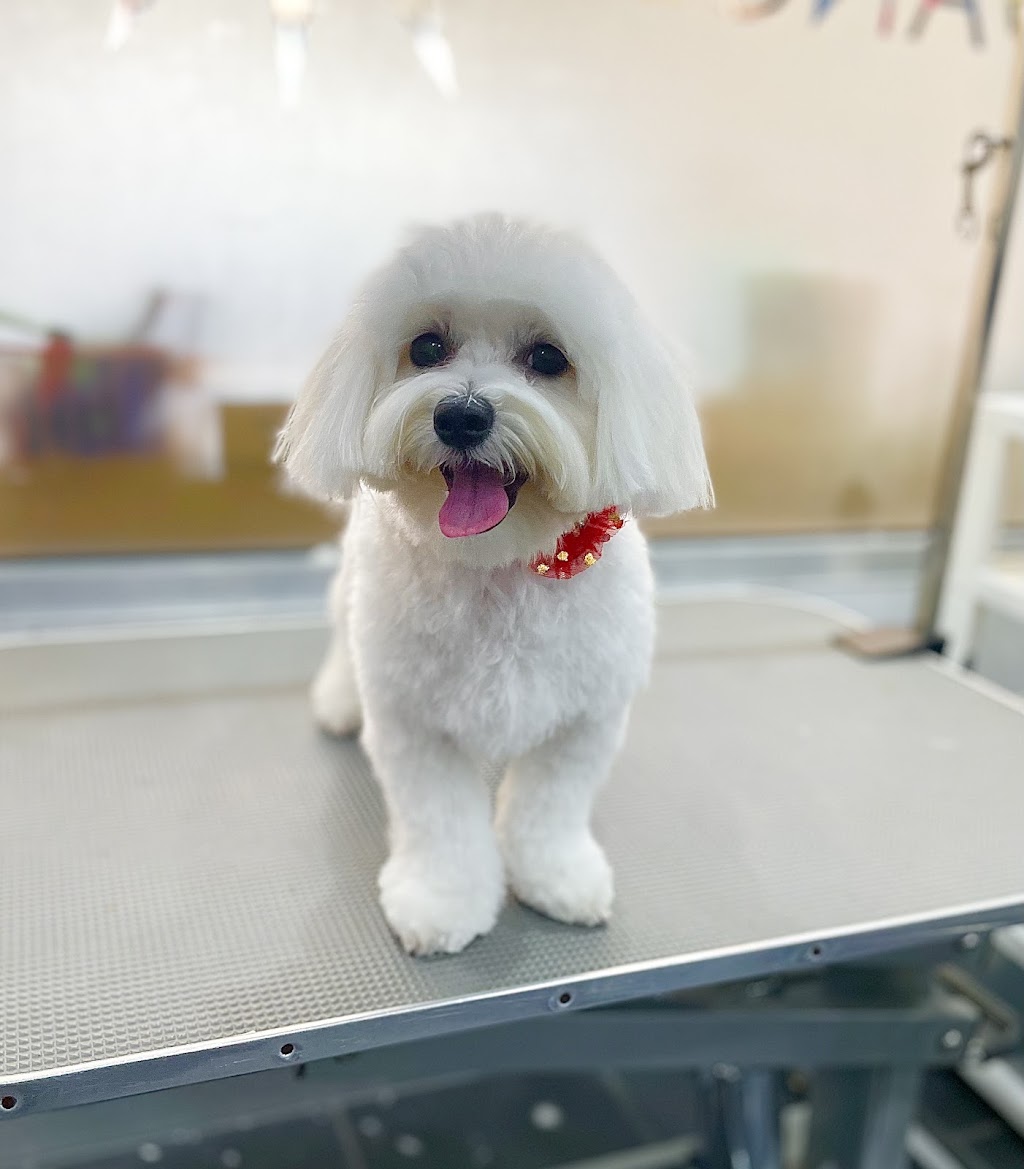 Canine Elegance | 2/110 James St, Templestowe VIC 3106, Australia | Phone: 0412 930 039