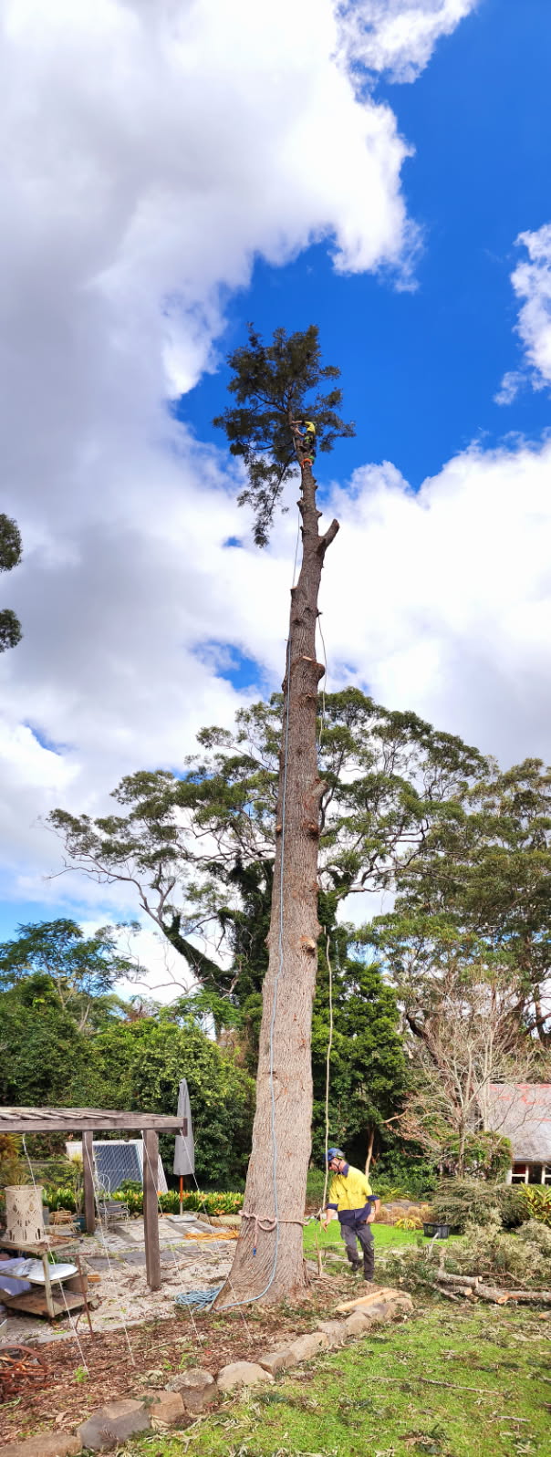 DC TREE CARE | Far Meadow NSW 2535, Australia | Phone: 0423 903 946