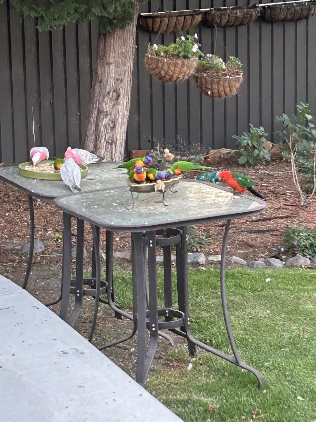 The Parrots Nest | 89 Rouse St, Tenterfield NSW 2372, Australia | Phone: 0402 391 090