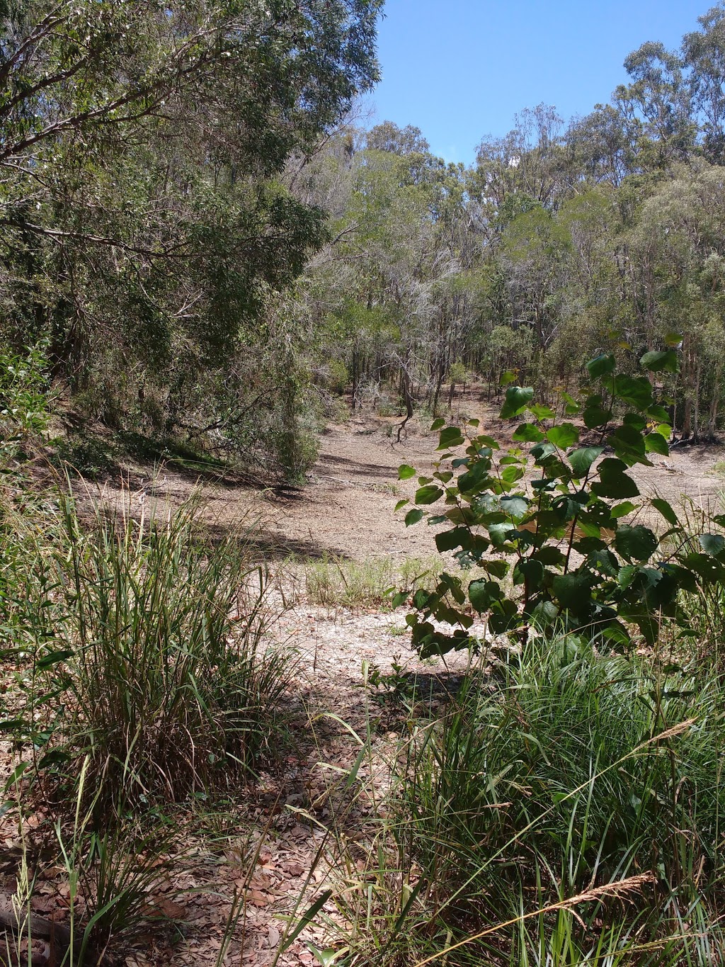 Pirri Reserve Walking Track | park | 204 River Heads Rd, Booral QLD 4655, Australia