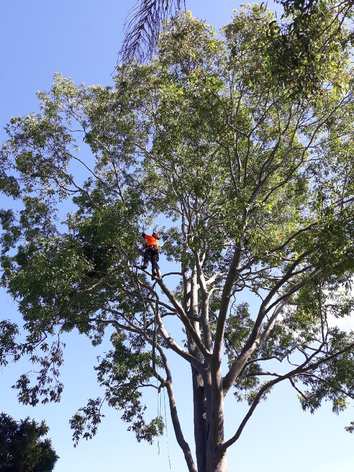 Arborteck tree services | 11a Mia St, Kallangur QLD 4503, Australia | Phone: 0422 241 263