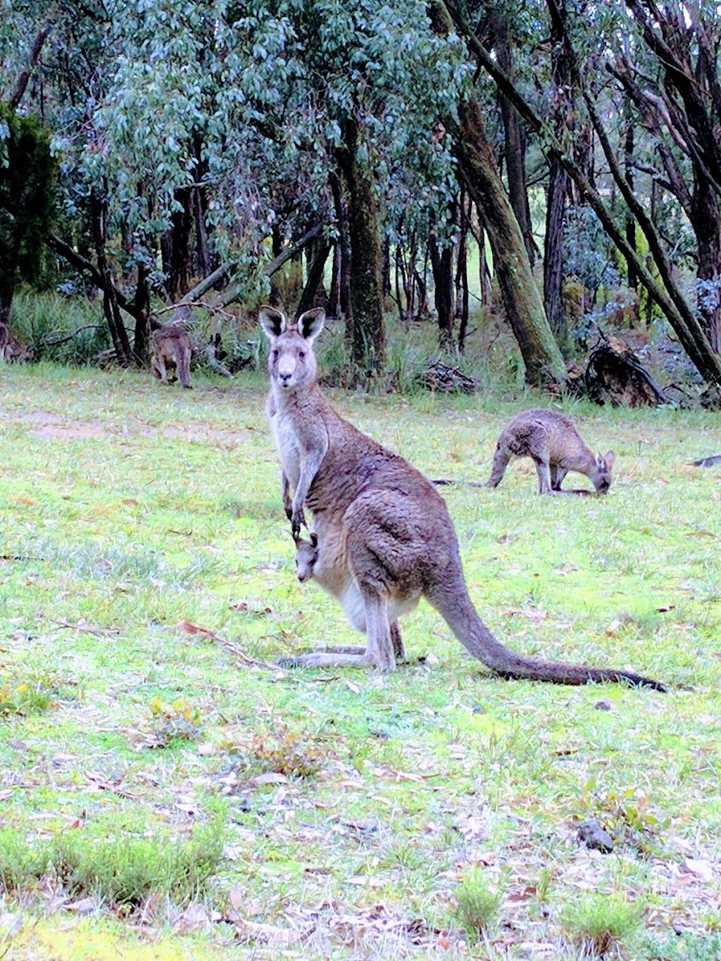 Hepburn Springs Golf Club | 36 Golf Links Rd, Hepburn VIC 3461, Australia | Phone: (03) 5348 2185