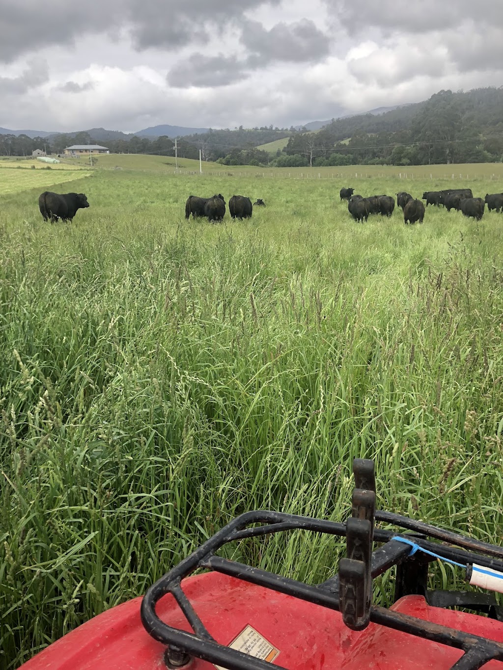 James Glenburn&Tamaroo Angus | 7254 Channel Hwy, Nicholls Rivulet TAS 7112, Australia | Phone: 0499 395 056