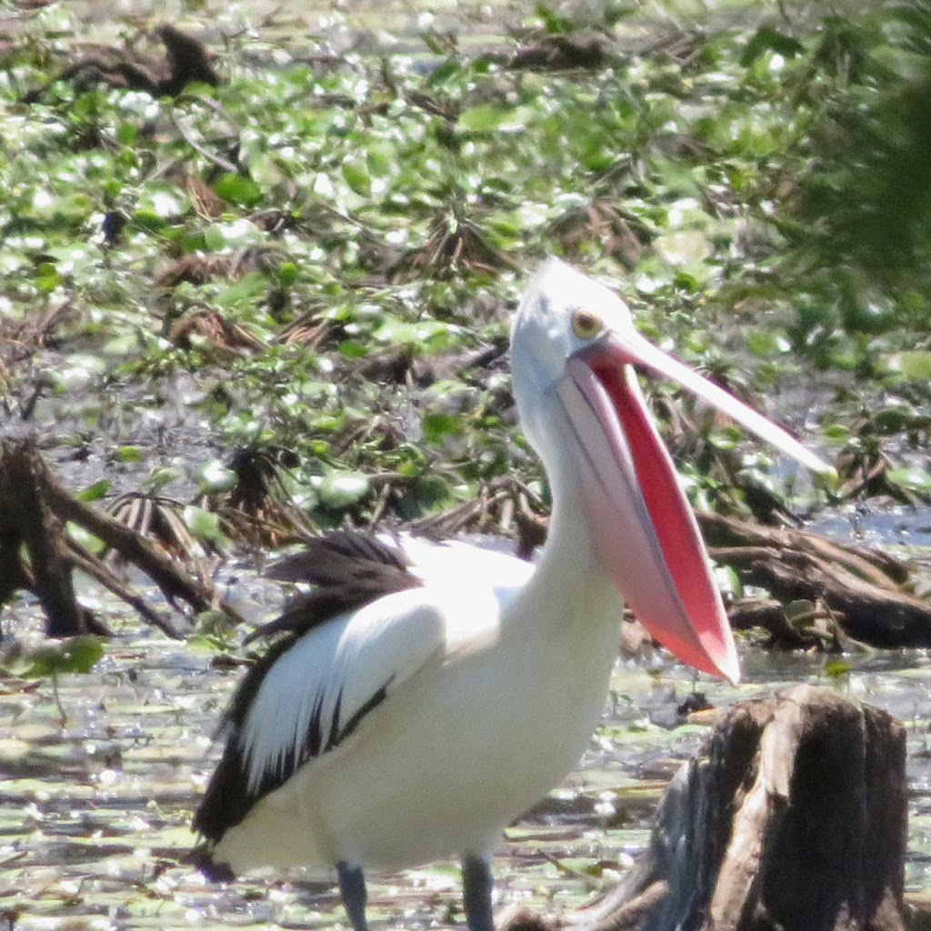 Dowse Lagoon Reserve | park | Sandgate QLD 4017, Australia