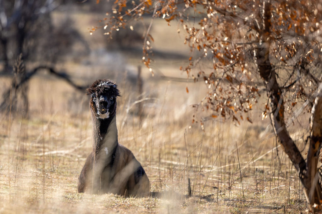 Belaxed Farm | 360 Bobundara Rd, Berridale NSW 2628, Australia | Phone: 0412 283 565 Belaxed Farm | 360 Bobundara Rd, Berridale NSW 2628, Australia | Phone: 0412 283 565