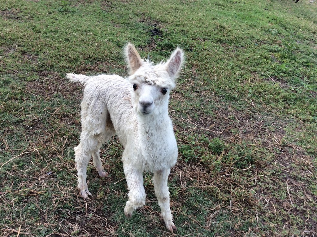 Mistymorn Alpacas | 51 Kardinia Rd, Wingham NSW 2429, Australia | Phone: 0422 425 360